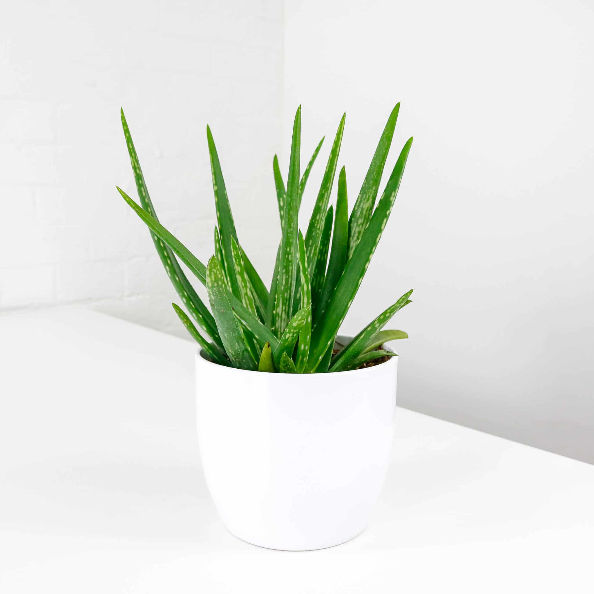 aloe vera barbadensis 1 aloe vera barbadensis 1