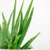 aloe vera barbadensis 2 Aloe Vera Barbadensis