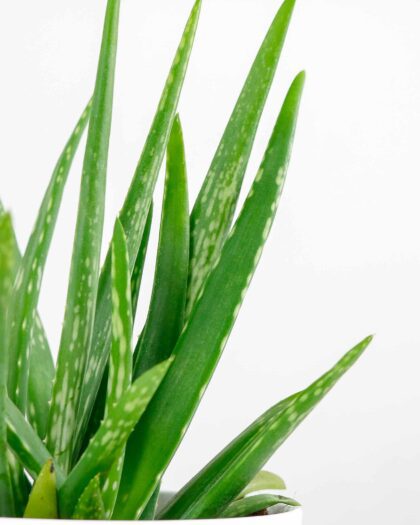 Aloe Vera Barbadensis