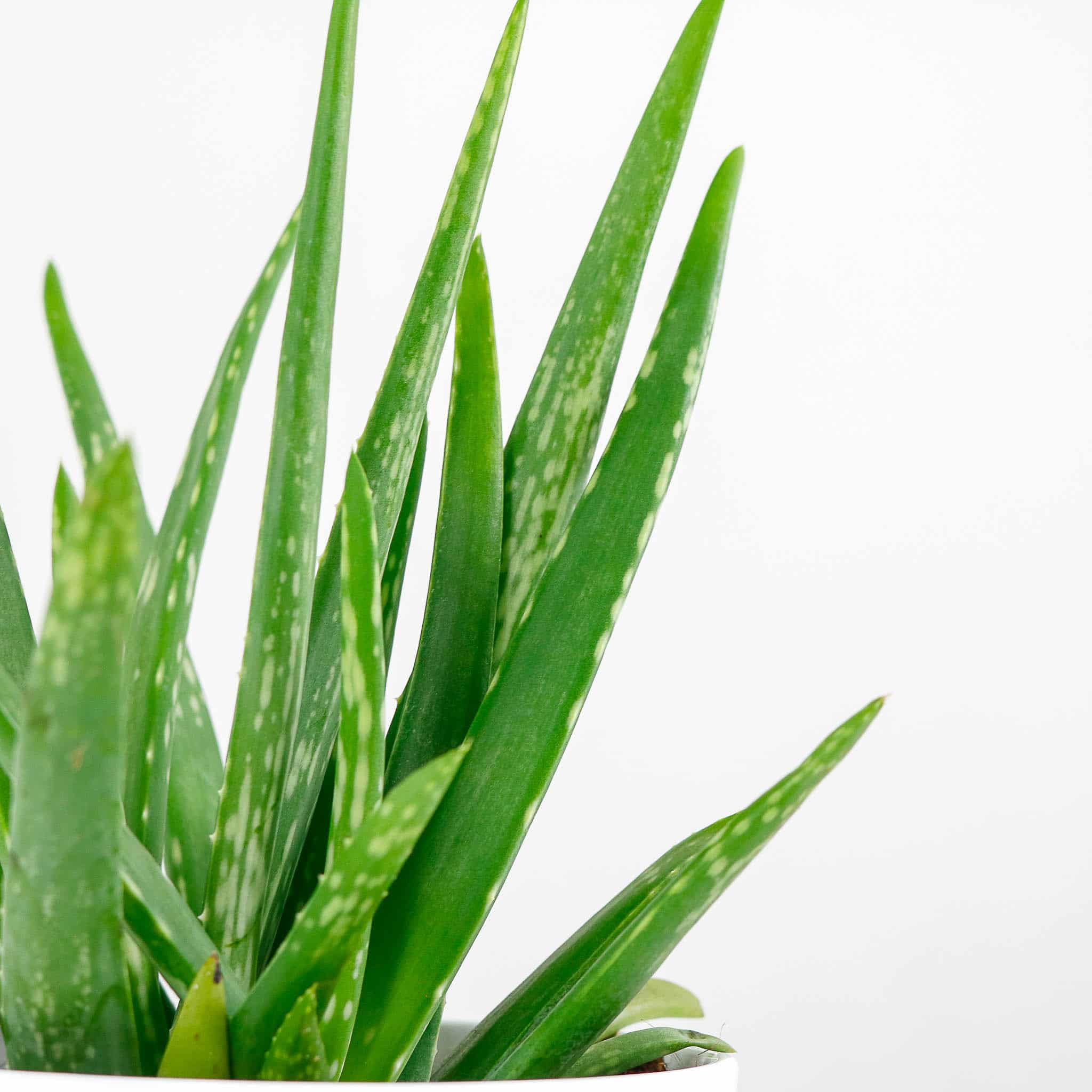Aloe Vera Barbadensis