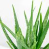 aloe vera barbadensis 3 aloe vera barbadensis