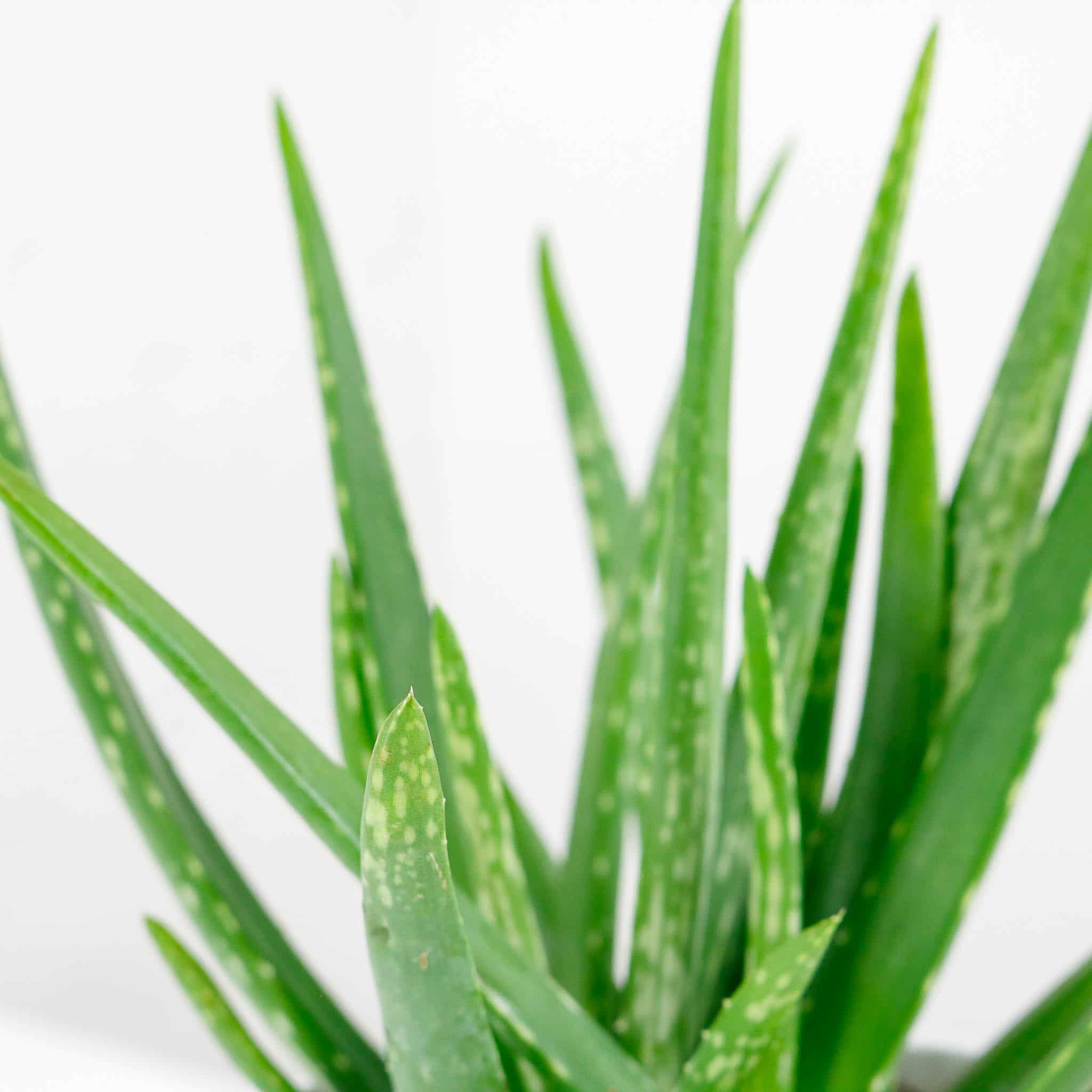 aloe vera barbadensis 3 aloe vera barbadensis