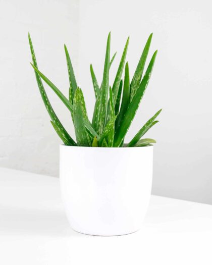 aloe vera barbadensis