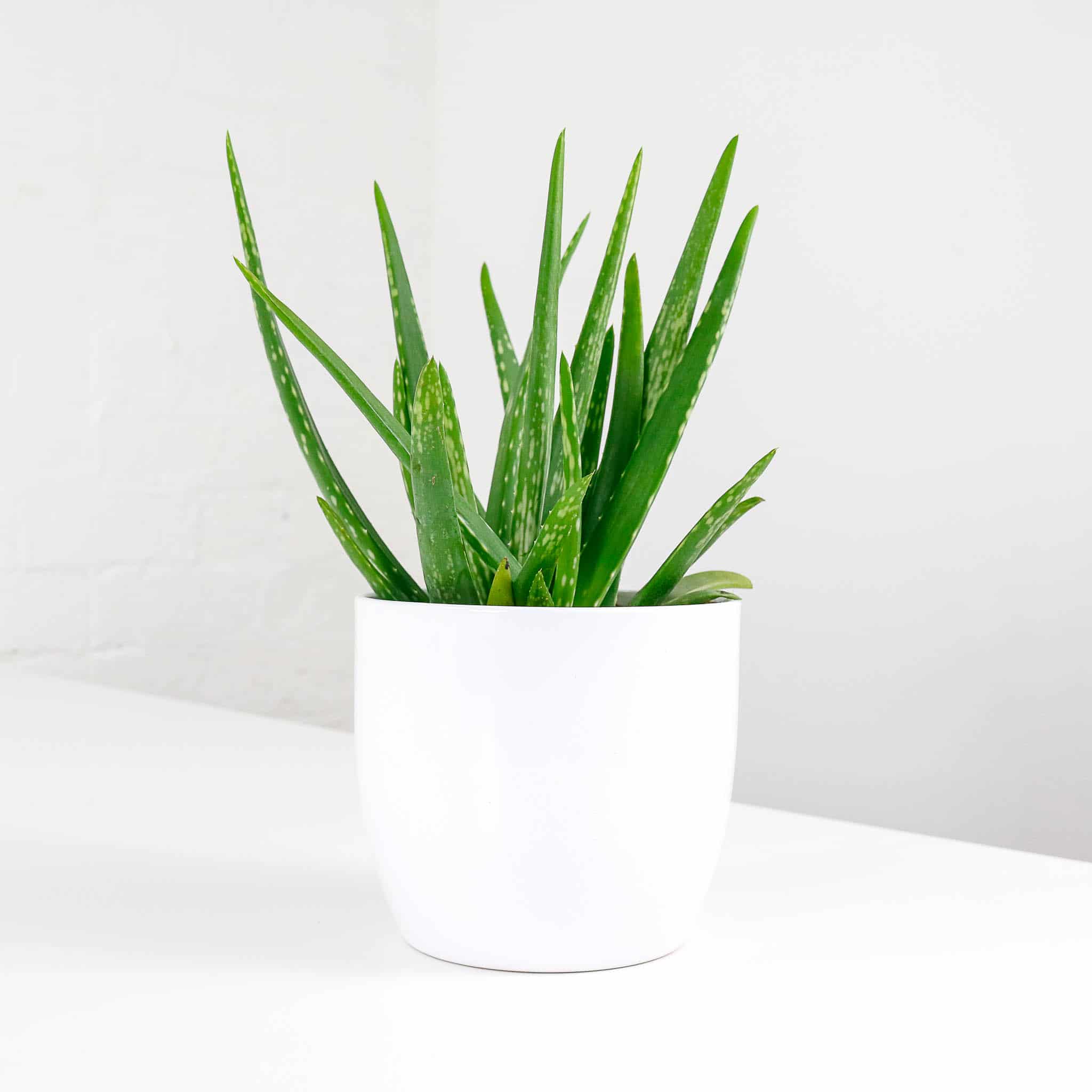 aloe vera barbadensis 4 aloe vera barbadensis