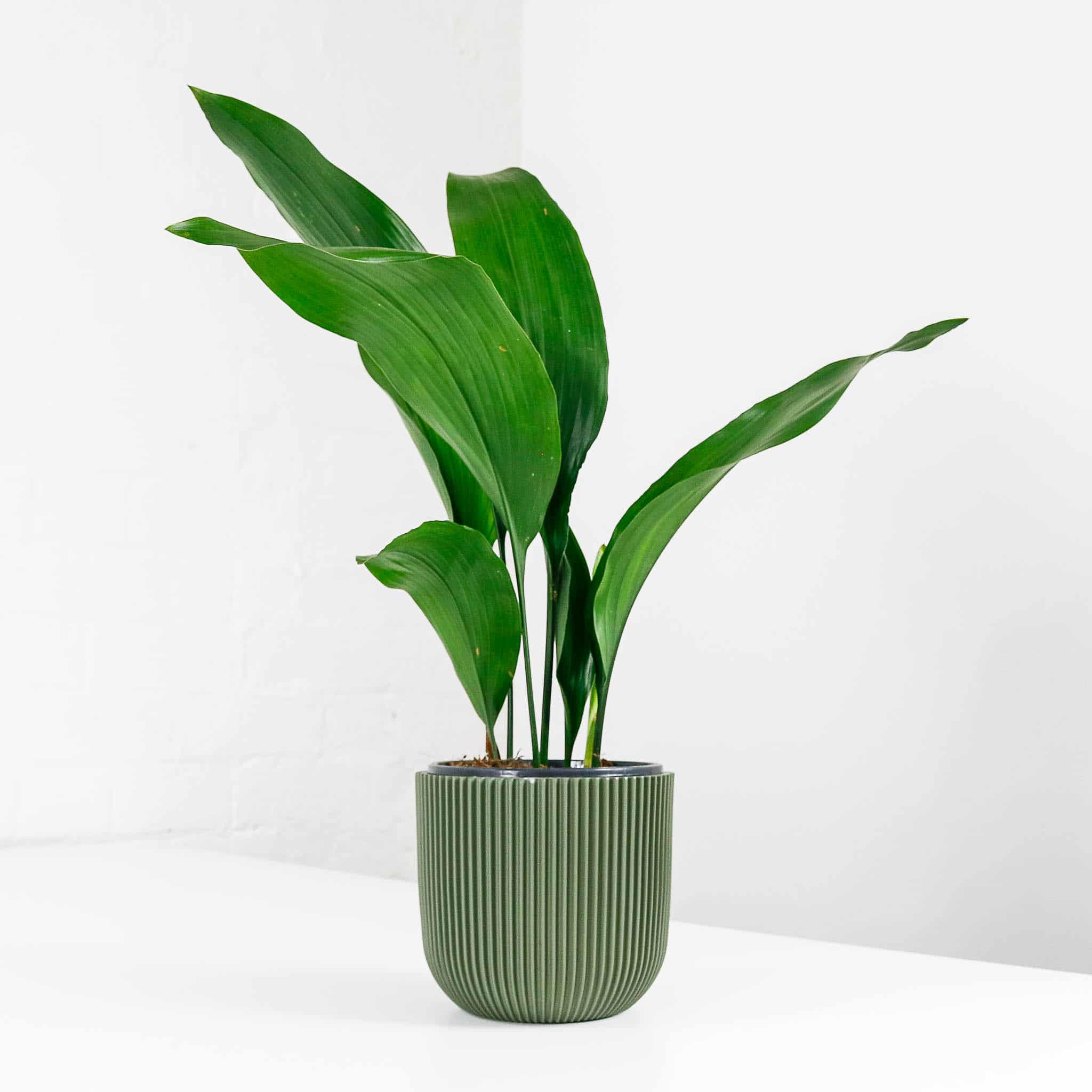 aspidistra and pot