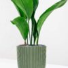 aspidistra and pot-2 aspidistra