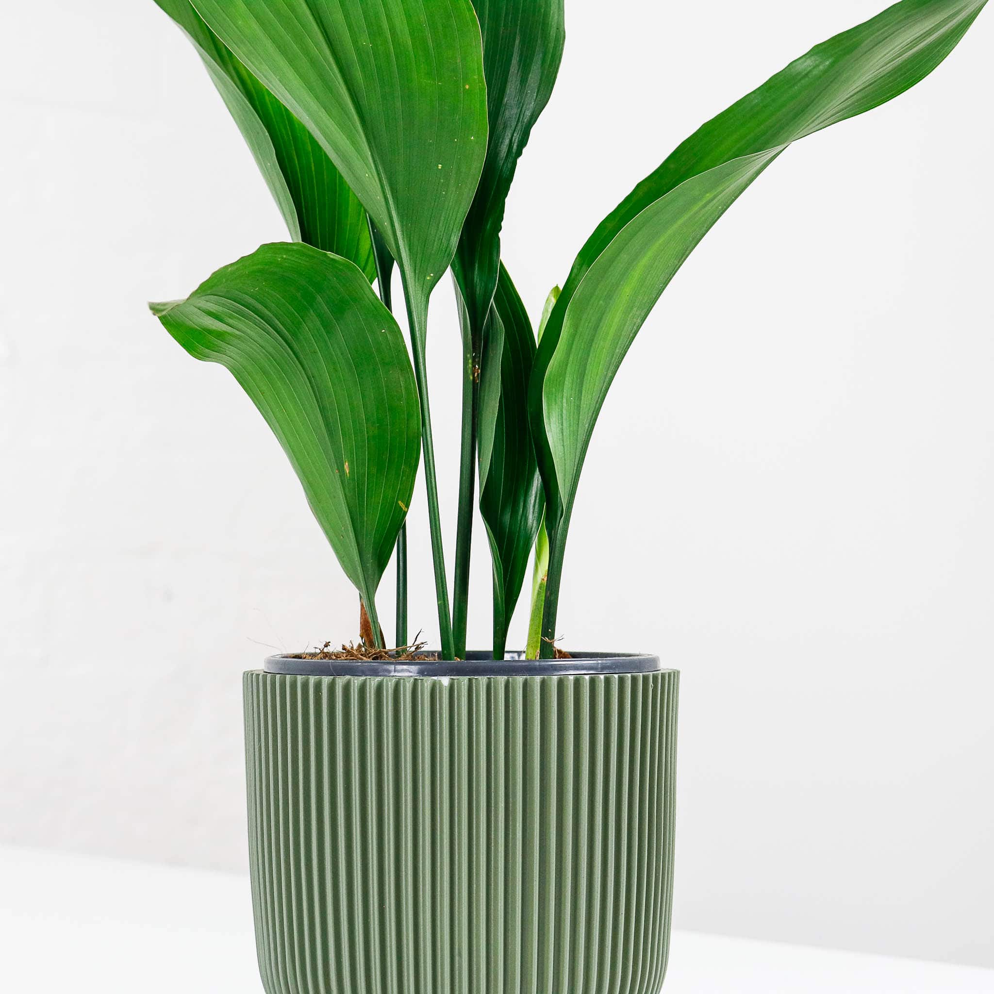 aspidistra and pot-2 aspidistra