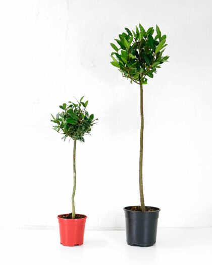 bay laurel tree laurus nobilis