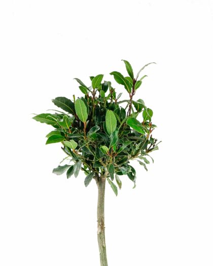 bay laurel tree laurus nobilis