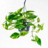 marble queen epipremnum aureum marble queen epipremnum aureum