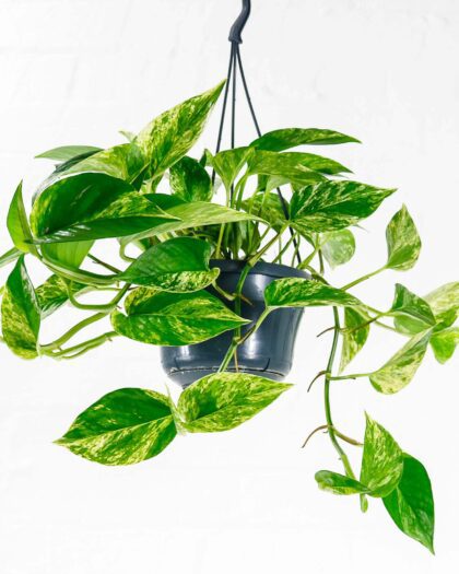 marble queen epipremnum aureum