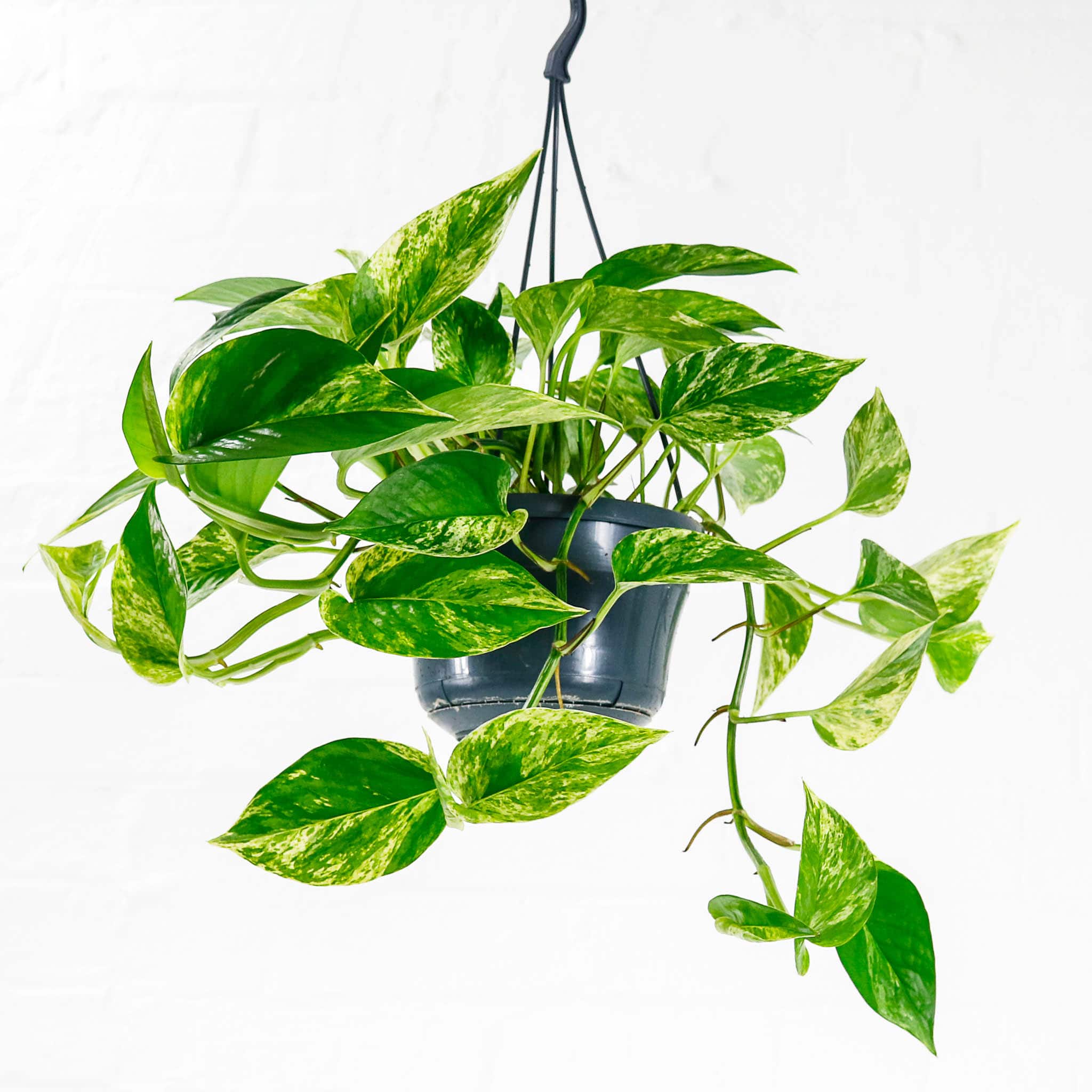 marble queen epipremnum aureum marble queen epipremnum aureum