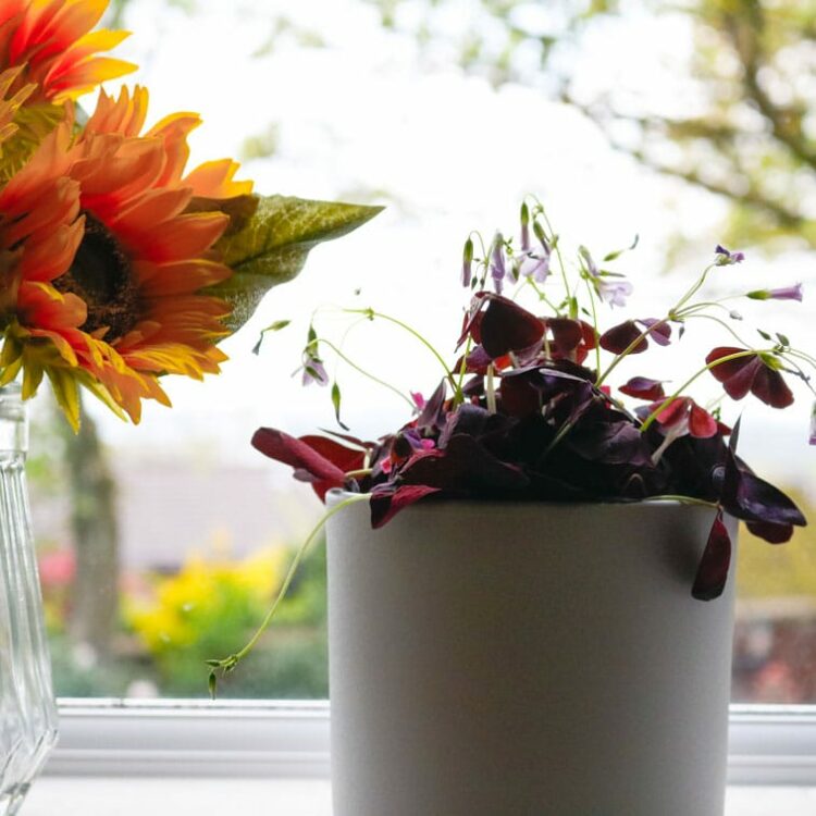 oxalis triangularis 1