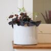 oxalis triangularis 2 oxalis triangularis 2