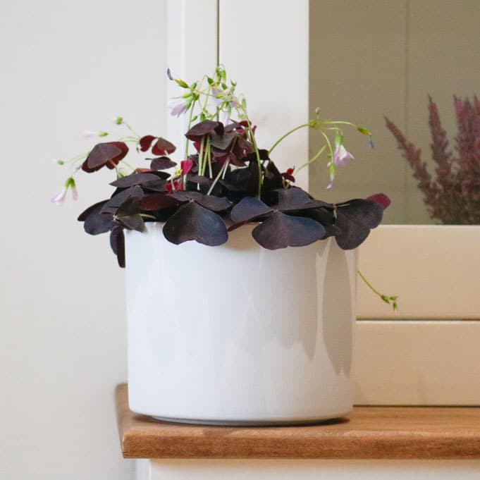 oxalis triangularis 2 oxalis triangularis 2