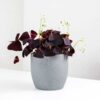 oxalis triangularis purple shamrock false oxalis triangularis purple shamrock false