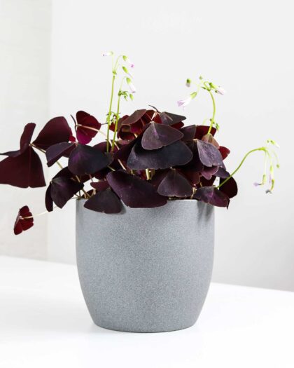 oxalis triangularis purple shamrock false