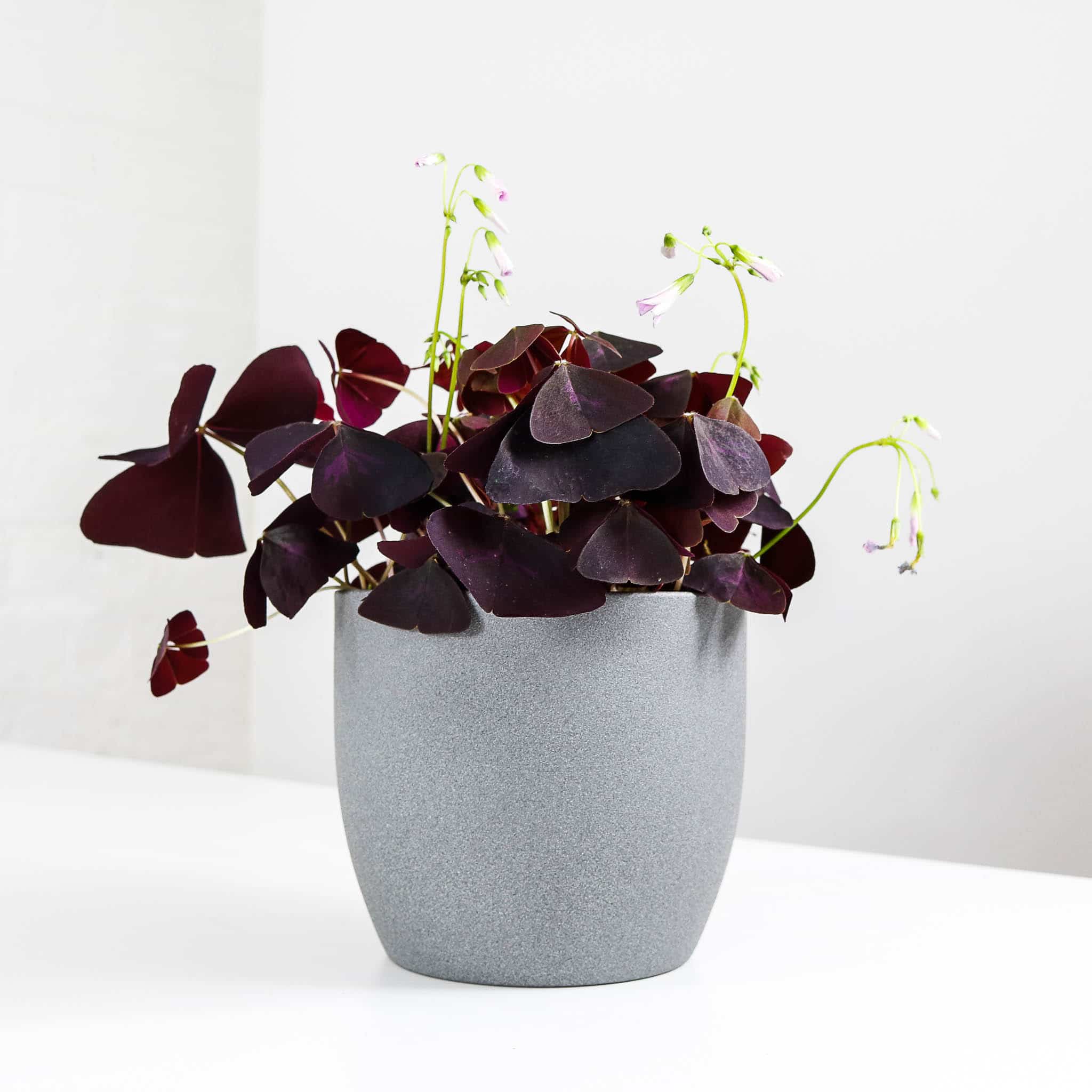 oxalis triangularis purple shamrock false oxalis triangularis purple shamrock false