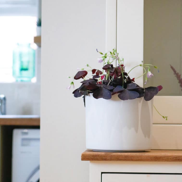 oxalis triangularis 3 oxalis triangularis purple shamrock false