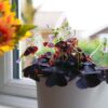 oxalis triangularis purple shamrock false oxalis triangularis purple shamrock false