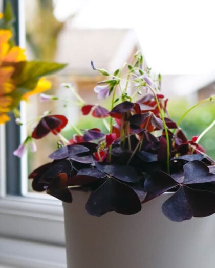 oxalis triangularis purple shamrock false
