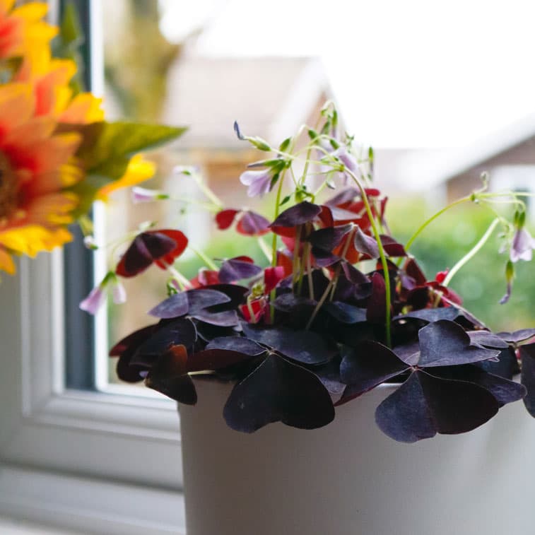 oxalis triangularis purple shamrock false oxalis triangularis purple shamrock false