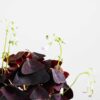oxalis triangularis purple shamrock false oxalis triangularis purple shamrock false