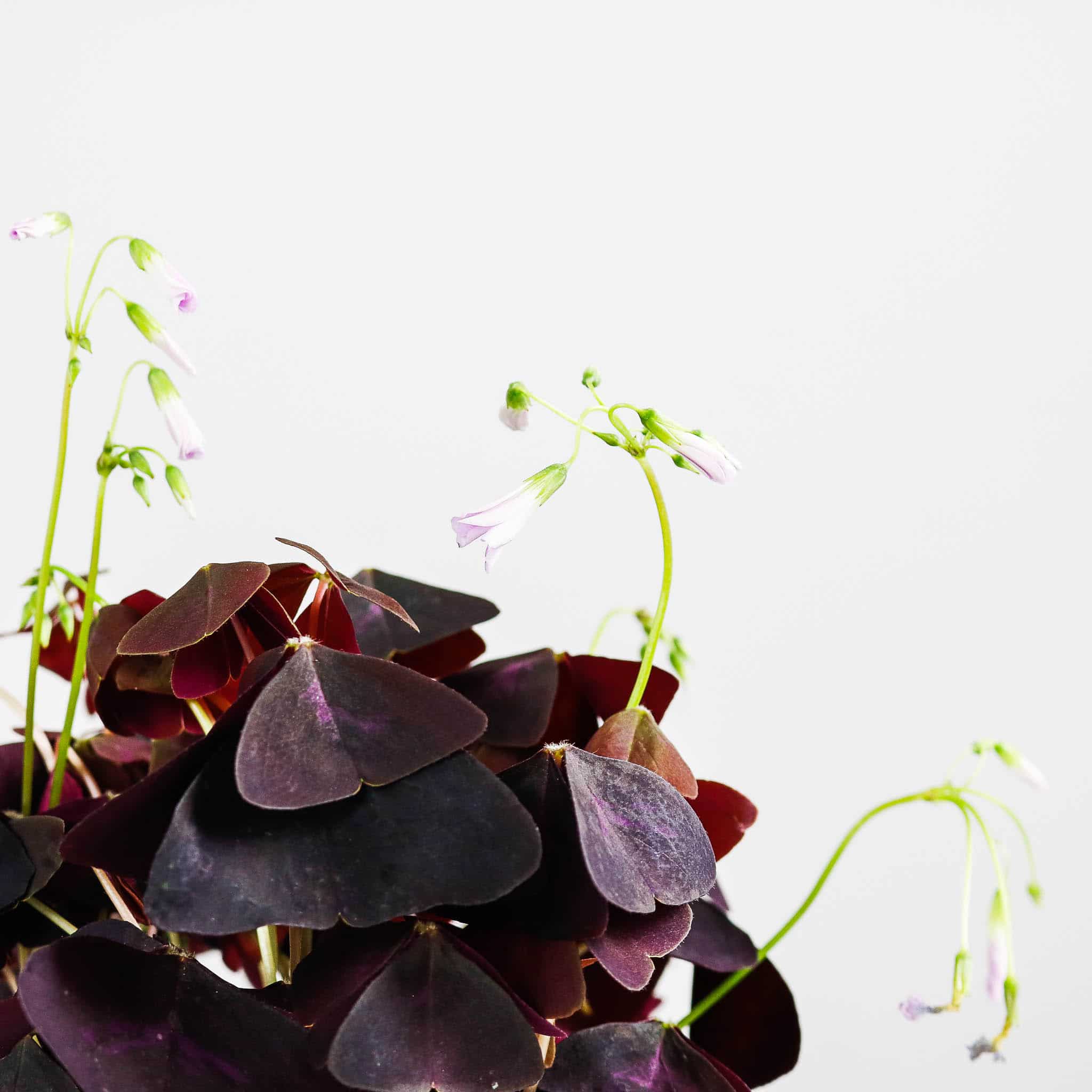 oxalis triangularis purple shamrock false oxalis triangularis purple shamrock false