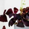 oxalis triangularis purple shamrock false oxalis triangularis purple shamrock false