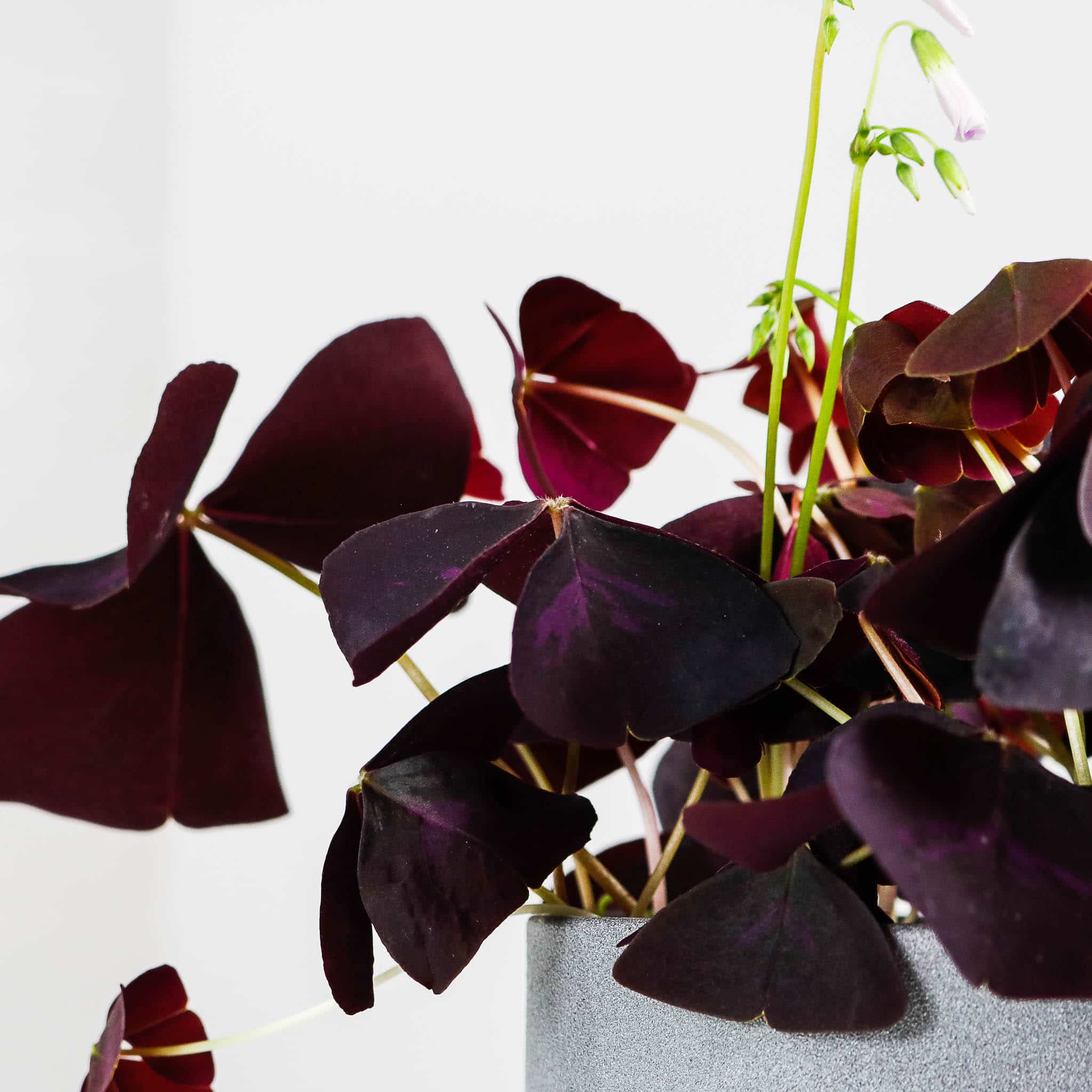 oxalis triangularis purple shamrock false oxalis triangularis purple shamrock false