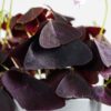 oxalis triangularis purple shamrock false oxalis triangularis purple shamrock false
