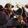oxalis triangularis purple shamrock false oxalis triangularis purple shamrock false
