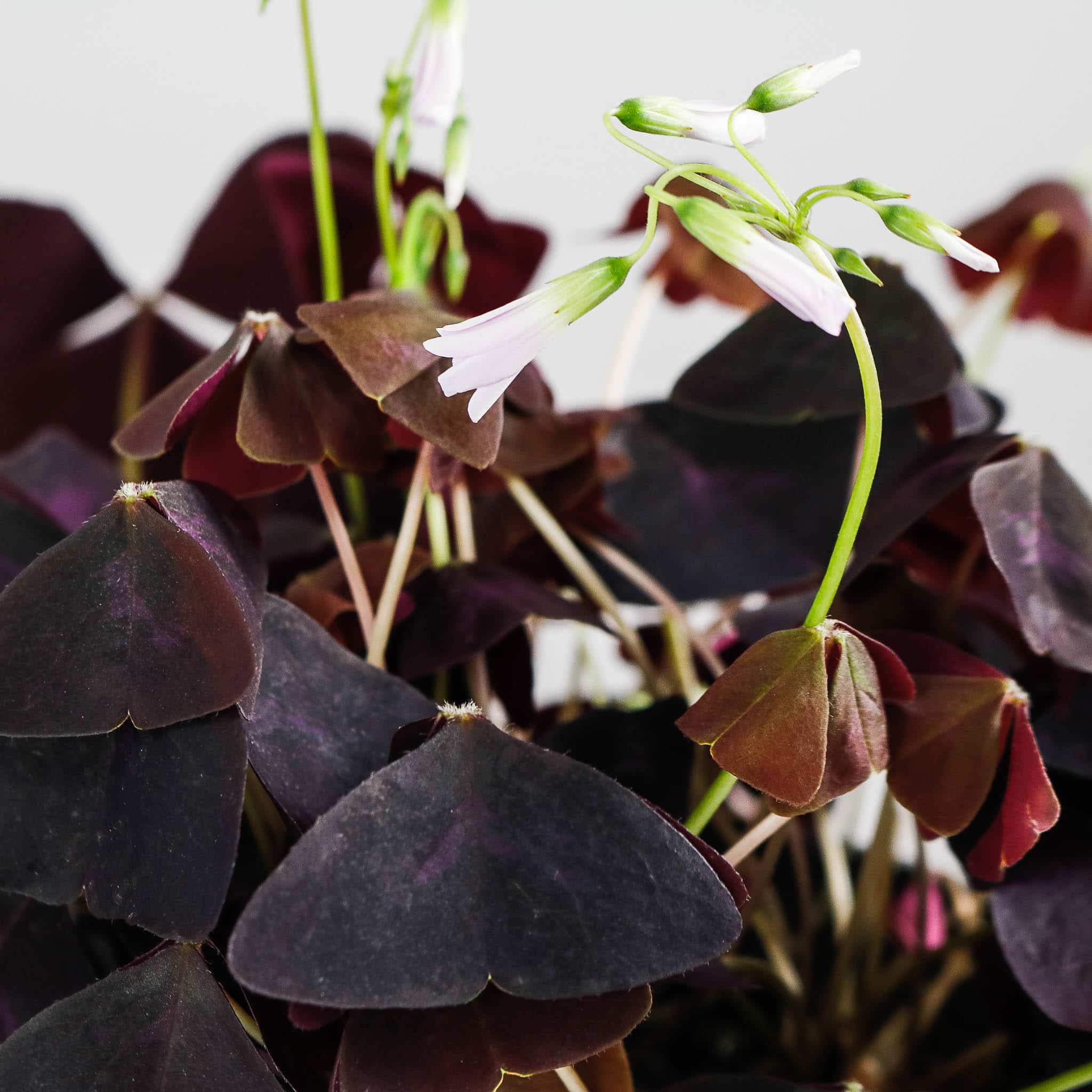 oxalis triangularis purple shamrock false oxalis triangularis purple shamrock false