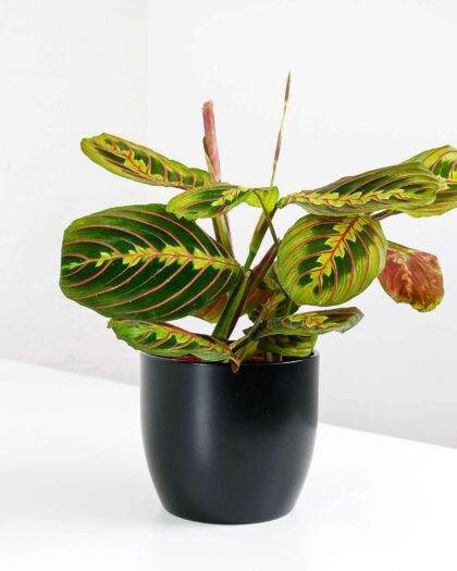 prayer plant and pot maranta potted houseplant