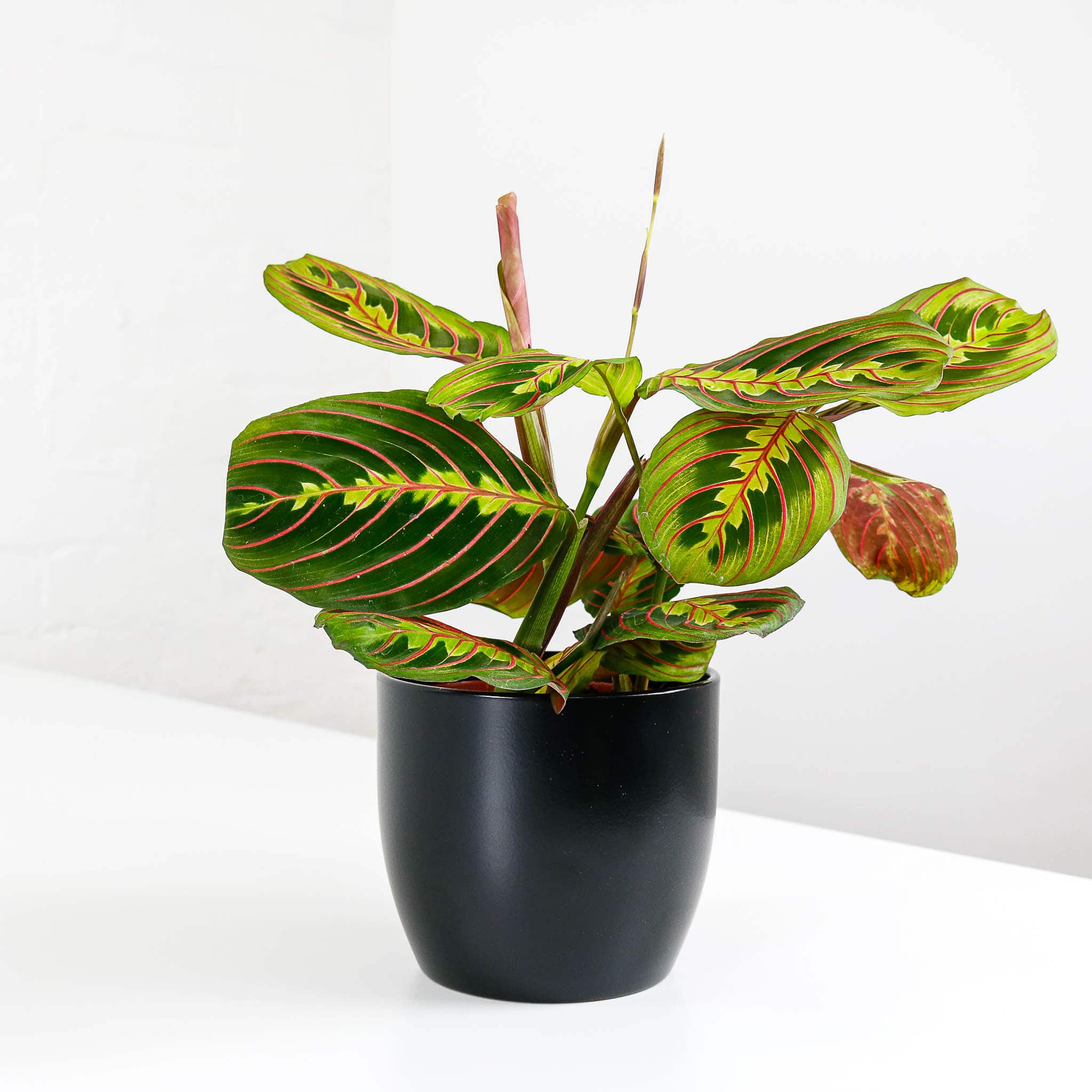 prayer plant and pot maranta potted houseplant prayer plant and pot maranta potted houseplant