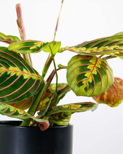 prayer plant and pot maranta potted houseplant