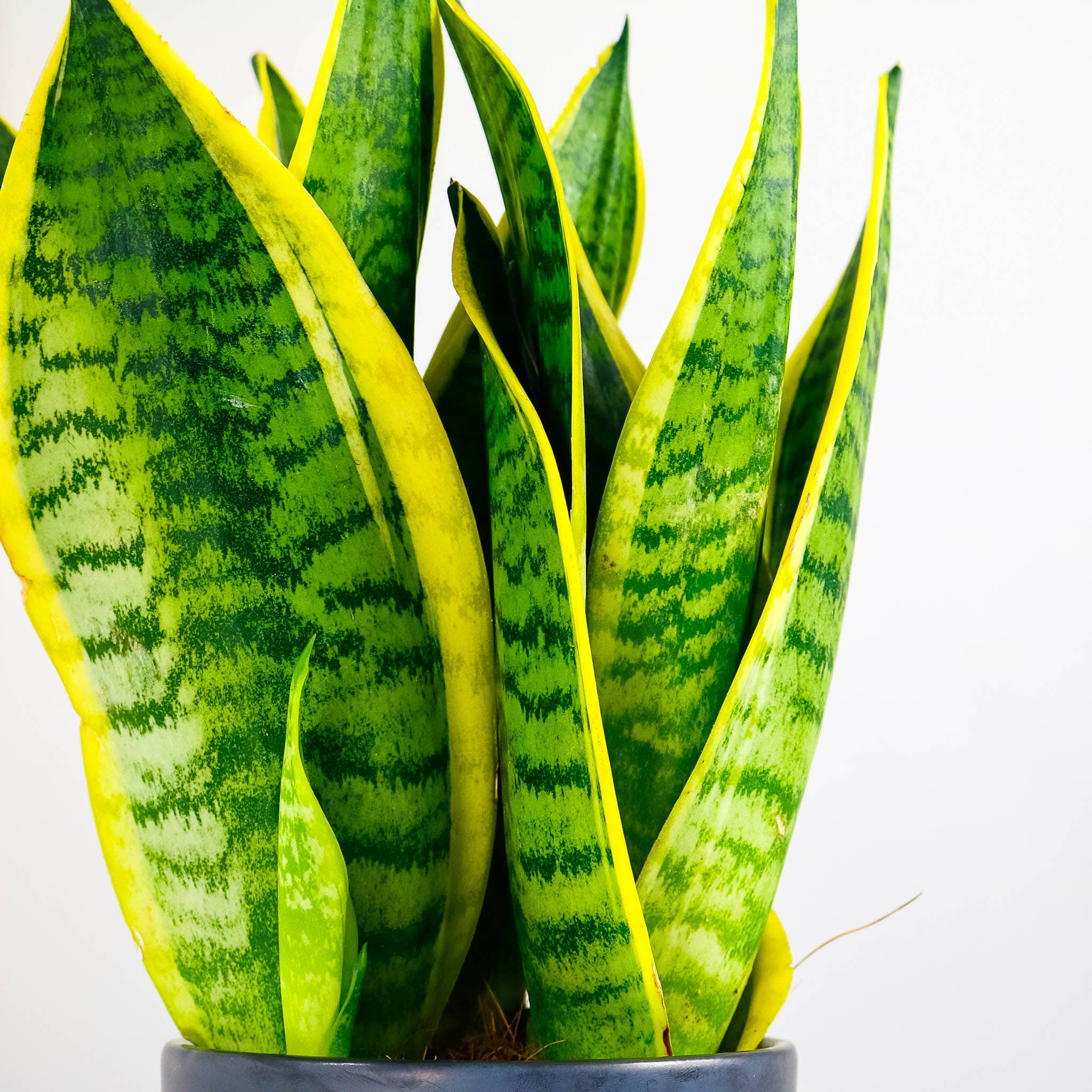 snake plant and pot potted houseplant