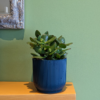 Jade Plant 1
