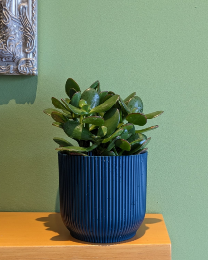 Jade Plant 1