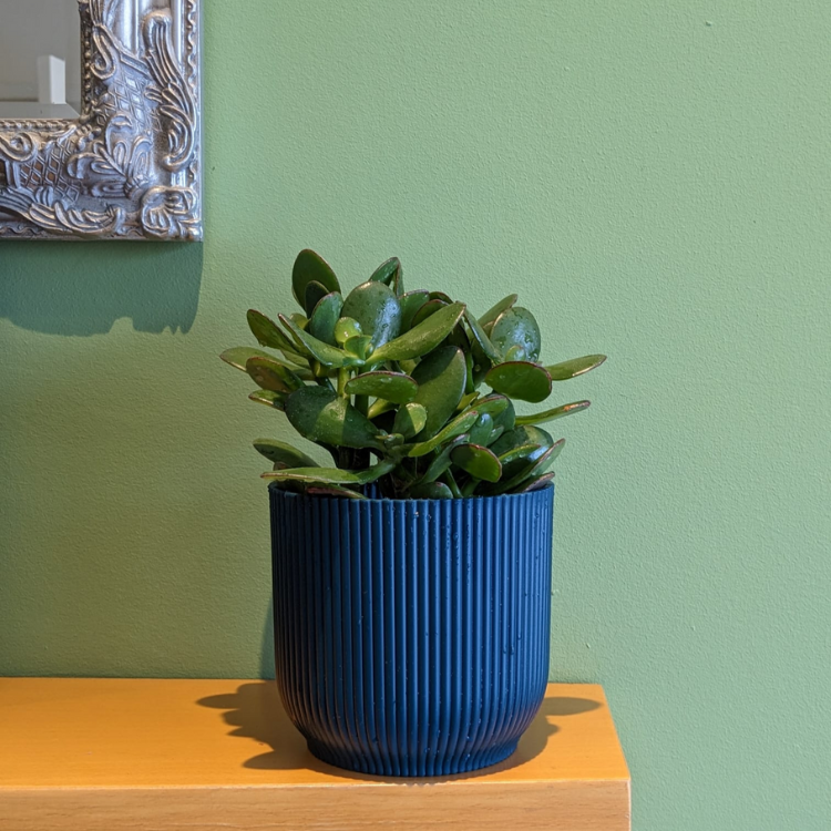 Jade Plant 1