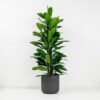 african fig tree Ficus Cyathistipula