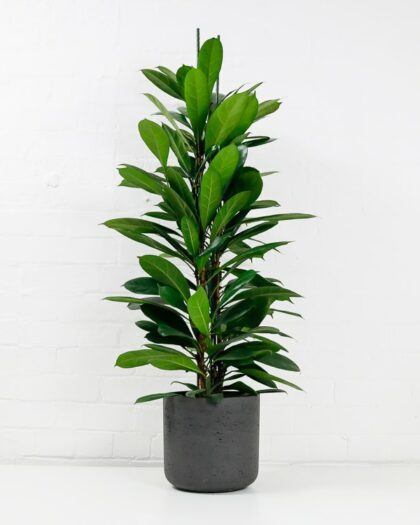 african fig tree Ficus Cyathistipula