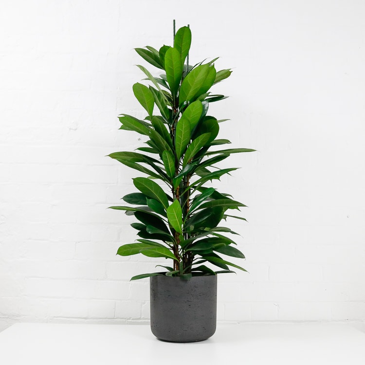 african fig tree Ficus Cyathistipula