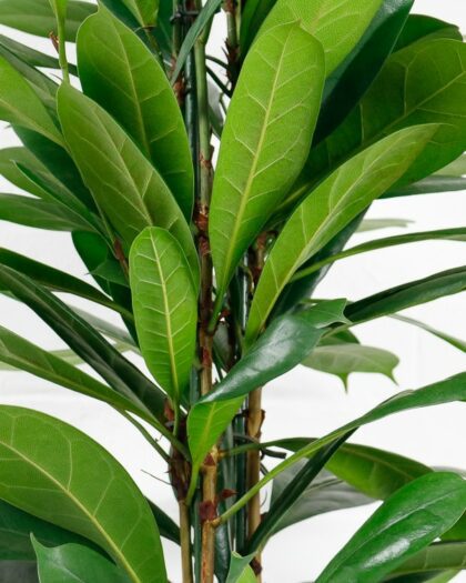 african fig tree Ficus Cyathistipula