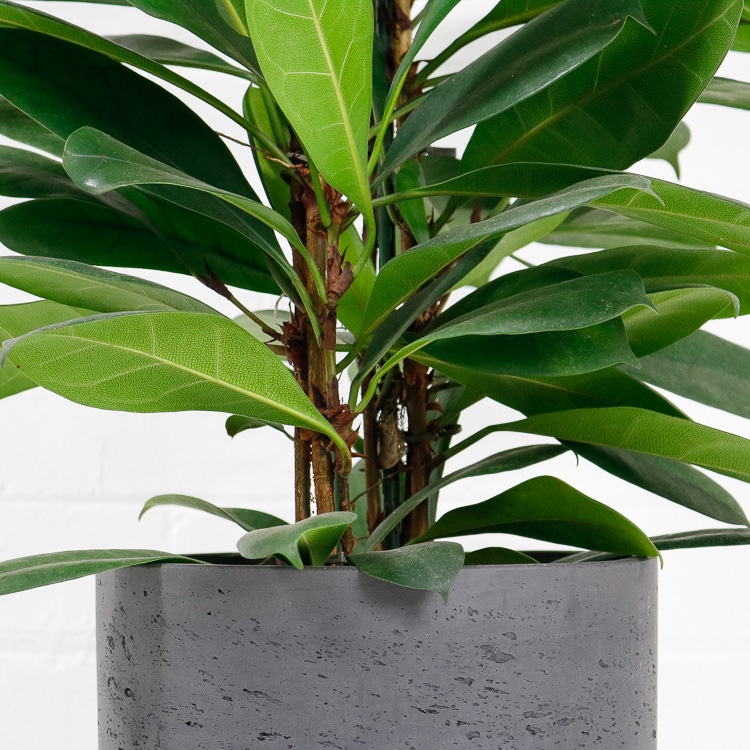 african fig tree Ficus Cyathistipula