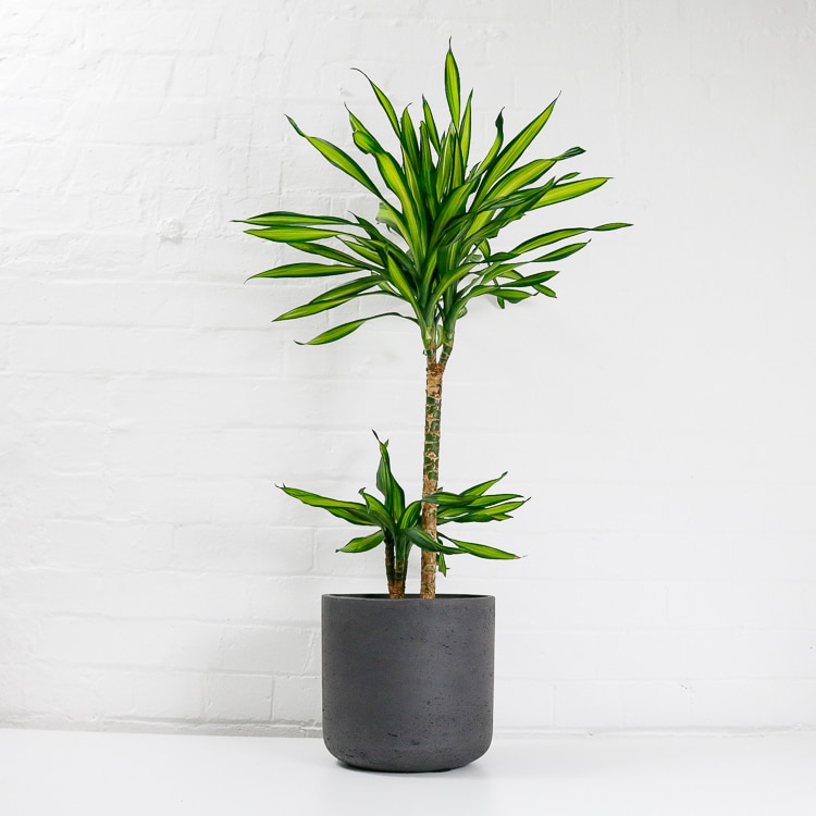 dracaena fragrans riki 2