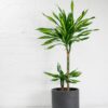 dracaena fragrans riki