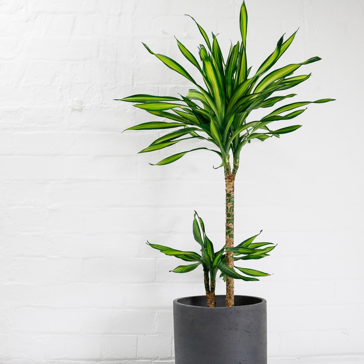 dracaena fragrans riki