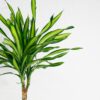dracaena fragrans riki
