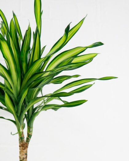 dracaena fragrans riki